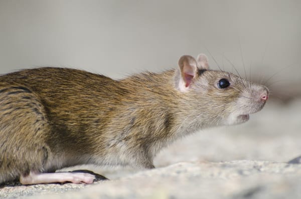 Pengamat Kesehatan UNS : Waspada Hantavirus, Tapi Tidak Panik