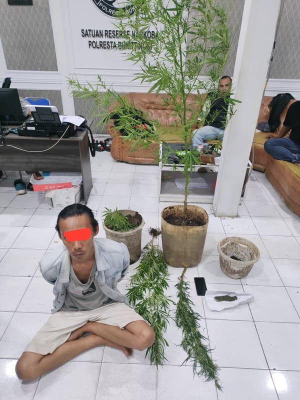 Polresta Bukittinggi Tangkap Pria Penanam Ganja di Agam, Delapan Bibit Disita