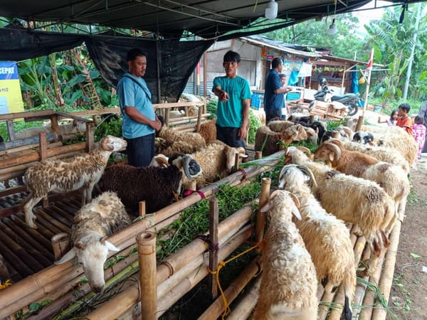 Ketersediaan Stok Hewan Kurban Di Depok Mampu Penuhi Permintaan Masyarakat