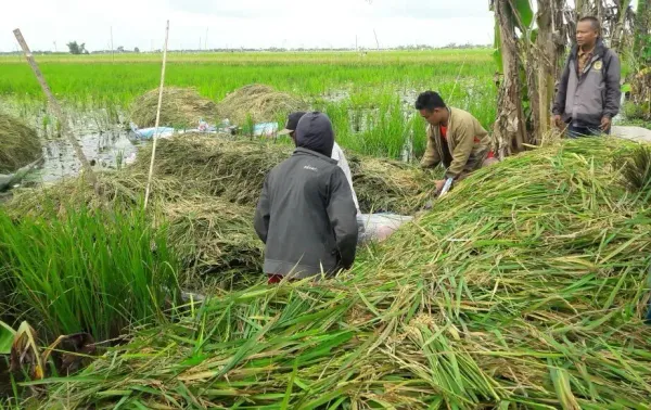 Model Bioindustri Tanaman dan Itik Tingkatkan Produktivitas Lahan