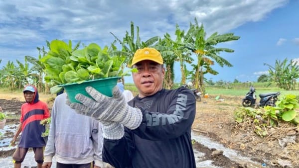Rutan Situbondo Kembangkan Pertanian Tembakau dengan 30 Ribu Bibit Tanaman