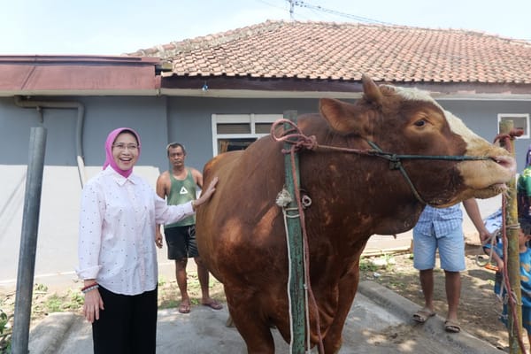 Sapi Lumajang Terpilih Jadi Hewan Kurban Presiden
