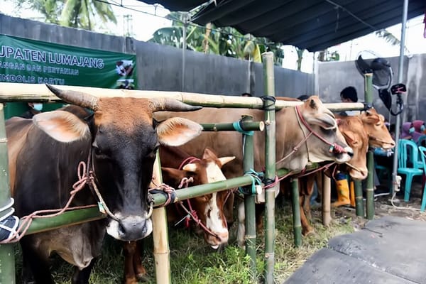 Permintaan Sapi Kurban Lumajang Meningkat Jelang Iduladha, Merambah Hingga Jawa Barat