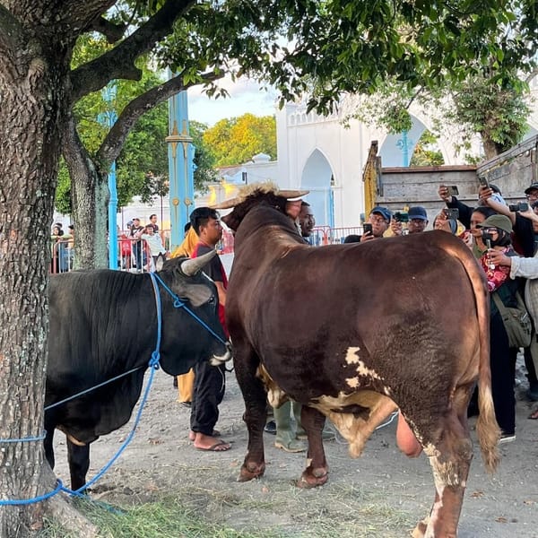 Sapi Jumbo Bantuan Presiden Prabowo Jadi Magnet Warga, Anak-Anak Padati Masjid Agung Surakarta