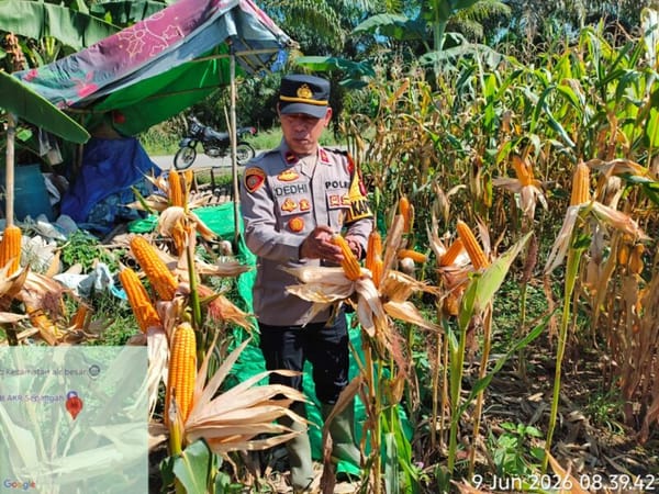 Panen Perdana Program 1 Desa 1 Hektar di Landak Tembus Dua Ton, Jadi Sinyal Kuat Ketahanan Pangan Desa