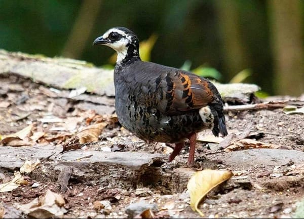 Puyuh Gonggong Biasa, Burung yang Hanya Ada di Hyang Argopuro, Pegunungan Ijen, dan Meru Betiri