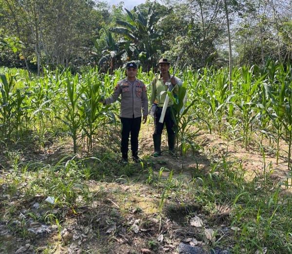 Polres Tabalong Dukung Ketahanan Pangan, Libatkan Polsek Lakukan Pemantauan Pasca Tanam Jagung