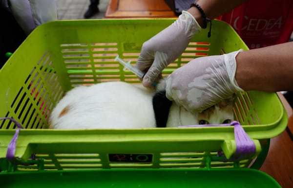 Kegiatan vaksinasi gratis hewan penular rabies dilaksanakan di Kelurahan Manggarai Selatan, Kecamatan Tebet, Jakarta Selatan. (Foto: Spektroon/Irvan).