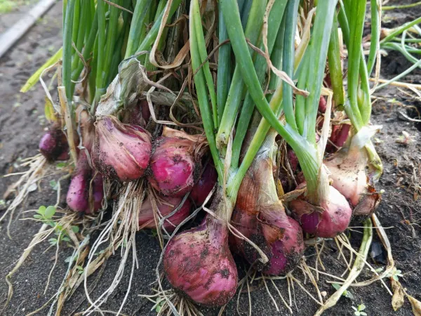 BRIN Temukan Pupuk Silika Tingkatkan Produksi Bawang Merah TSS