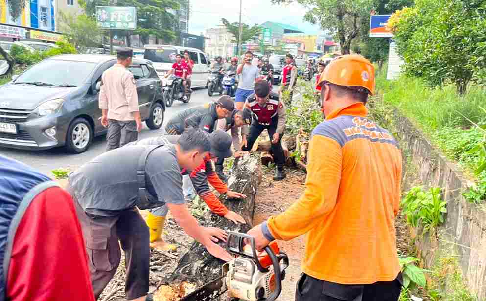 Pohon Lapuk di Kota Tanjungpinang Tumbang, Dua Pengendara Mengalami luka-luka