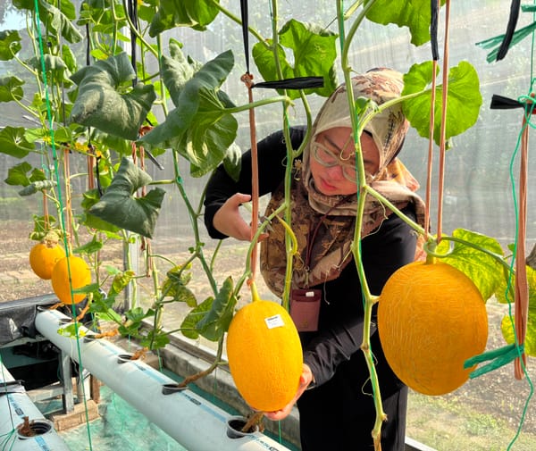 Menepis Dahaga Kemarau Jakarta : Serunya Sensasi Petik Melon Premium di Kebun Kota