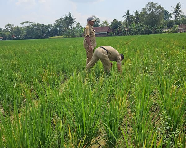 Saat Hujan Tak Lagi Datang, Petani Banyumas Berpacu Melawan Kekeringan