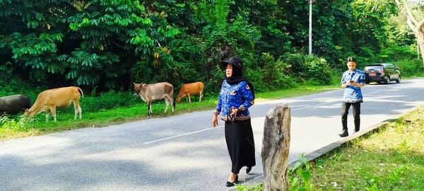 Ternak Masih Berkeliaran di Kawasan Wisata Kandi, Pemkot Sawahlunto Mulai Bersikap Tegas demi Jaga Citra Pariwisata