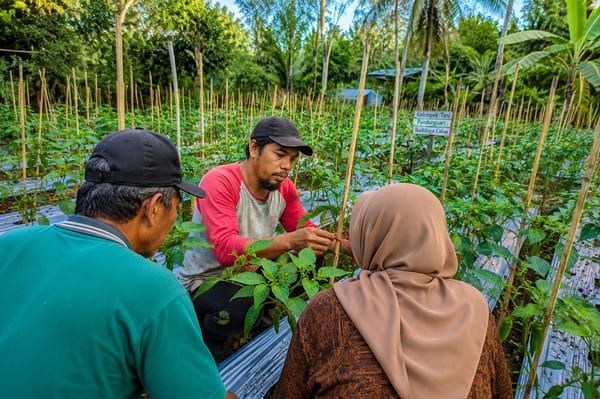Budidaya Cabai Mampu Beri Teladan Ketahanan Pangan di Lumajang