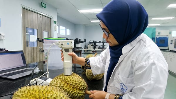 Dosen Polije Ciptakan Pendeteksi Kematangan Durian