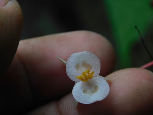 Begonia hattae dari Sumatra Barat Abadikan Nama Mohammad Hatta