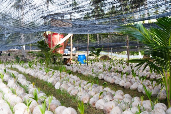 Masyarakat Kabupaten Natuna Kembangkan Bibit Kelapa Varietas Unggul