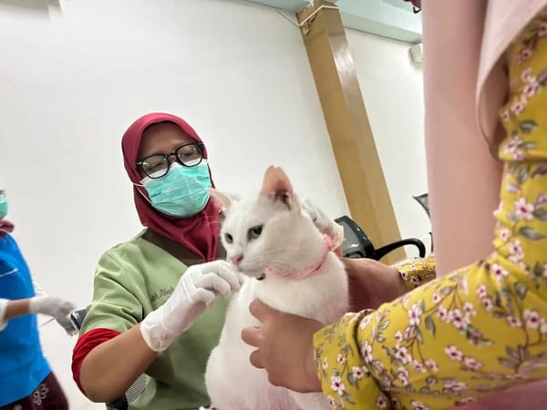 Tingginya Partisipasi Masyarakat Untuk Sterilisasi Kucing Mendapat Sambutan Baik Dari DKP3