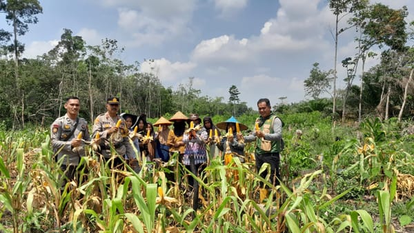 Panen Perdana Jagung di Landak, Kisah Syamsiah dan Harapan Baru Ketahanan Pangan dari Desa