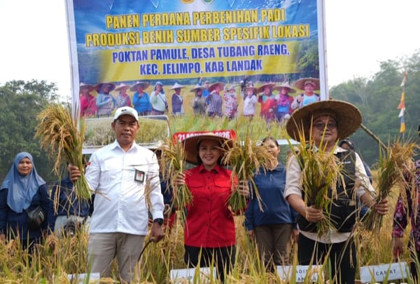 Panen Perdana Benih Inpari 32, Karolin Bidik Kemandirian Benih Padi Landak