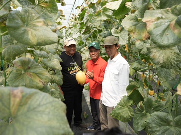 Bupati Sleman Apresiasi Panen Perdana Melon Premium Bumkal Sumberharjo