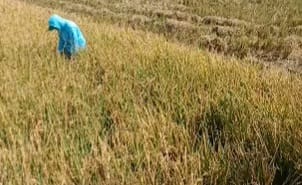 Kekeringan Tiga Pekan, Ribuan Hektare Sawah di Pati Terancam Puso