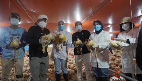 Dari Kandang Modern Lahir Harapan Baru, Panen Ribuan Ayam Broiler Perkuat Ketahanan Pangan Kalteng