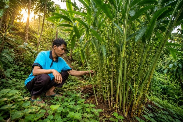 Kapulaga Lumajang Tetap Diminati Dunia