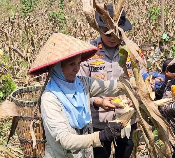 Panen Jagung dan kalut Kabut Asap di Mempawah Landak