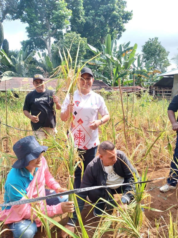 Panen Perdana Padi Gogo, Waiyomar Diproyeksikan Jadi Lumbung Padi Kota Ambon