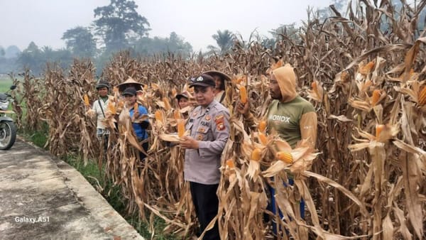 Suasana pane Jagung milik petani Nikodemus desa andong kecamatan Sengah temila kabupaten Landak. Dari lahan 1,5 hektare menghasilkan 6 ton. Foto: Humas Polsek Sengah temila.