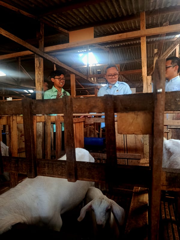 Peternakan Kambing di Banyumas Olah Limbah Jadi Pakan, Produksi Susu Capai 500 Liter Per Hari