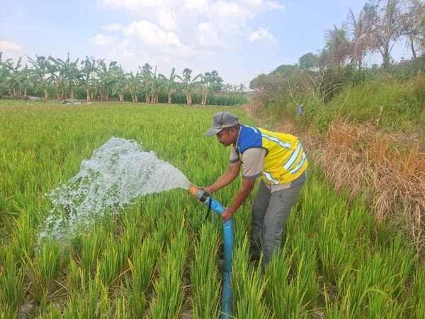Sawah di Lamongan Terlayani dengan Pengairan  Ditengah Kekeringan