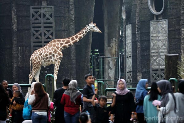 Ketika Tiket Murah Berbanding Biaya Perawatan Satwa yang Tinggi