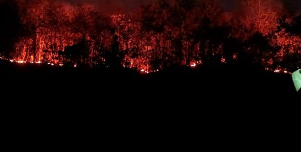 Gunung Trianggulasi Kembali Terbakar, BPBD Jember Wanti-wanti Tingkatkan Kewaspadaan
