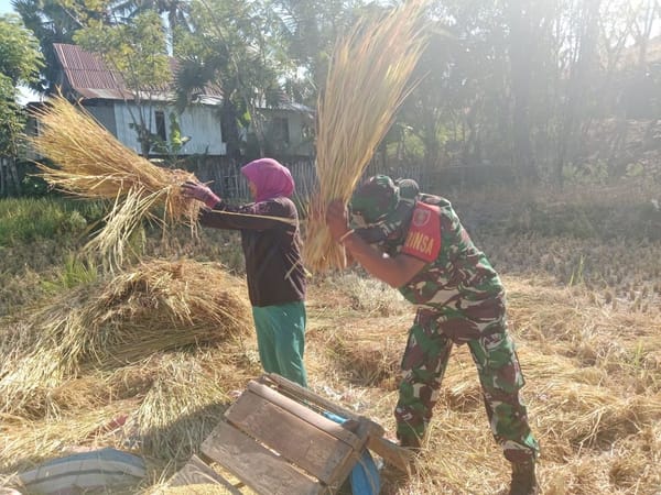Babinsa Kodim 1425/Jeneponto Turun ke Sawah, Bantu Petani Panen Padi