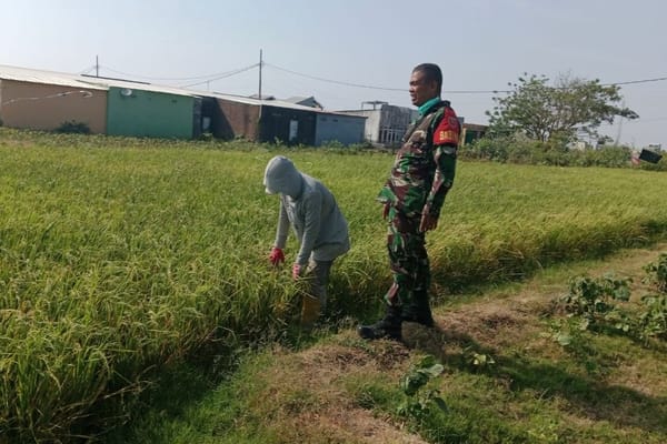 Babinsa Kodim 1425/ Jeneponto Menyapa Petani Pantau Pertumbuhan Padi