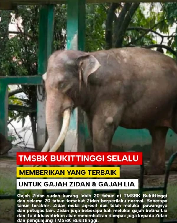 Gajah Zidan Selalu Dirawat Intensif, Dirantai Akibat Periode Musth dan Agresif sejak 2022
