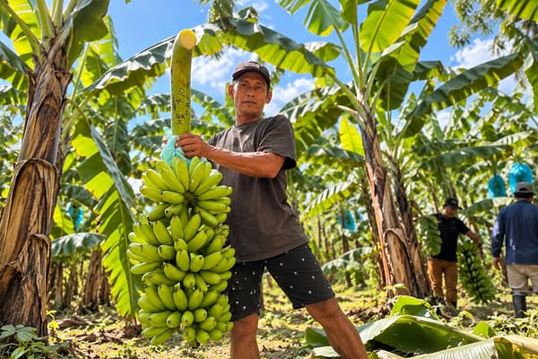 Pasar Singapura jadi Tujuan Pisang Mas Kirana Lumajang