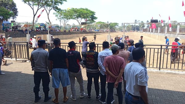 Lestarikan Budaya, 120 Pasang Sapi Ikuti Lomba Karapan Sapi di Jember