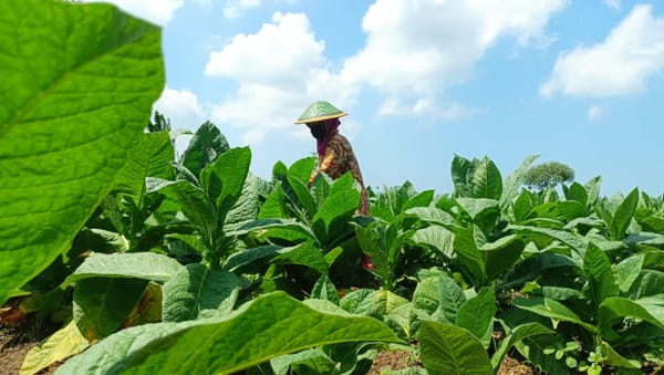 Dampak Positif Kemarau Panjang bagi Tembakau Lumajang, Kualitas Makin Cemerlang