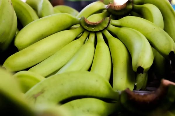 Produktivitas Jadi Perhatian dalam Pengembangan Pisang Cavendish Lumajang