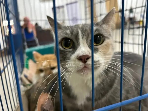 Sudin KPKP Jakarta Timur Gelar Vaksinasi & Sterilesasi Hewan Piaraan Dengan Konsep Drive-Thrue