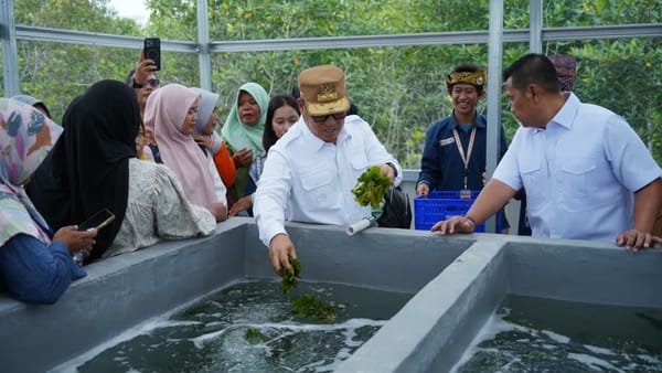 Budidaya Rumput Laut Sembulang Batam Perkuat Ketahanan Pangan Lokal