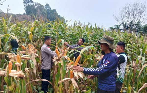 Bhabinkamtibmas Polda Kalbar Dampingi Petani Jagung di Perbatasan