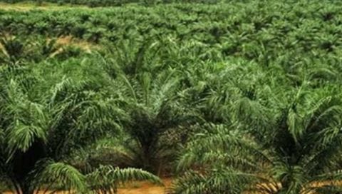 Produksi Sawit Kalbar Rp60 T Petani Rakyat Masih Terhimpit Masalah