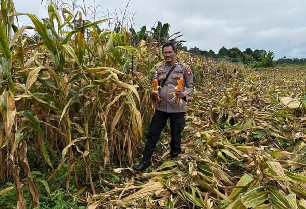 Dari Lahan Desa, Jagung Hibrida Noyan Tumbuhkan Harapan Ketahanan Pangan