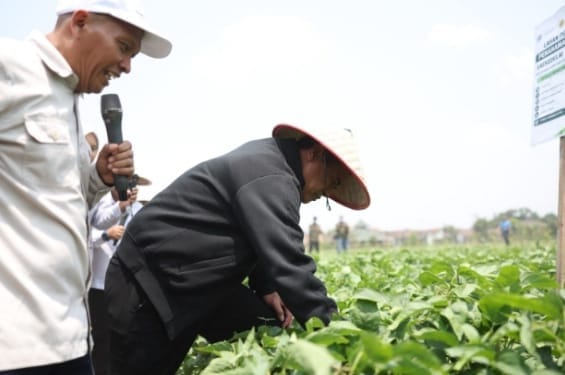 Menteri Pertanian RI Dorong Pengembangan Kedelai 5000 Ha di Grobogan dan UGM.