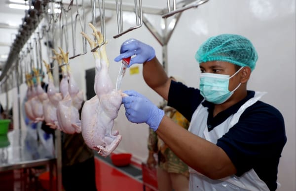 RPH Unggas Lakarsantri Siap Tampung Pelaku Usaha Pemotongan Ayam Bratang