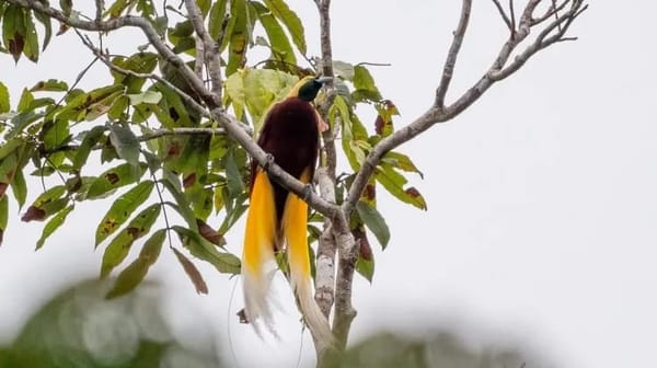 Karhutla Ancam Kehidupan Satwa Liar, Penggiat Wisata Brind Watching Serukan Keselamatan Hutan & Lingkungan